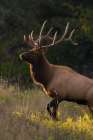 Bull Elk-last sunrays of the day Art Print